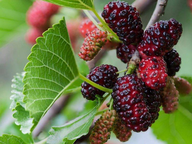 Шелковица купить саженцы из питомнике в Избербаше