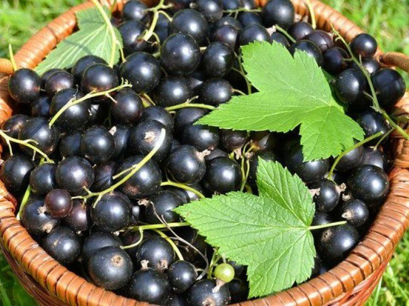 Смородина купить саженцы из питомника в Избербаше