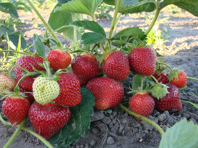 Клубника купить саженцы из питомника в Избербаше
