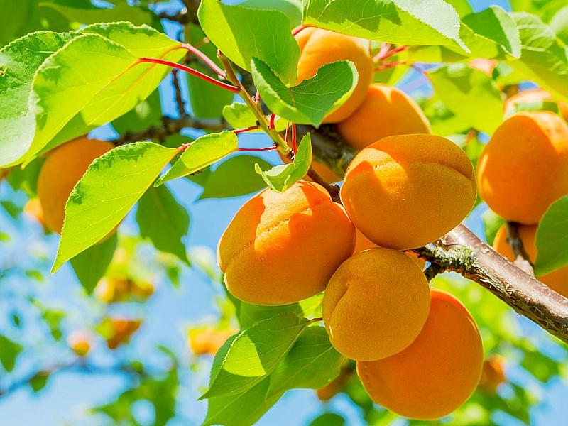 Абрикос купить саженцы из питомнике в Избербаше