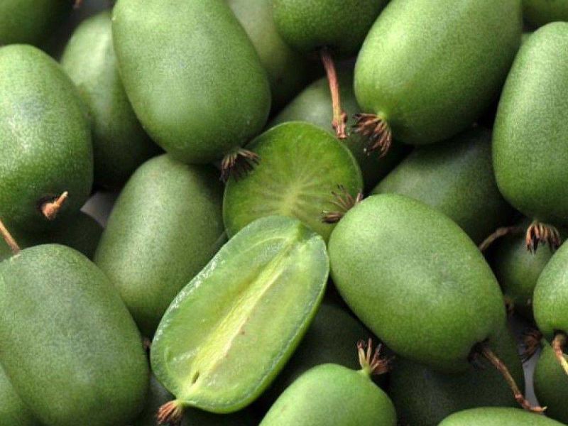 Актинидия купить саженцы из питомнике в Избербаше