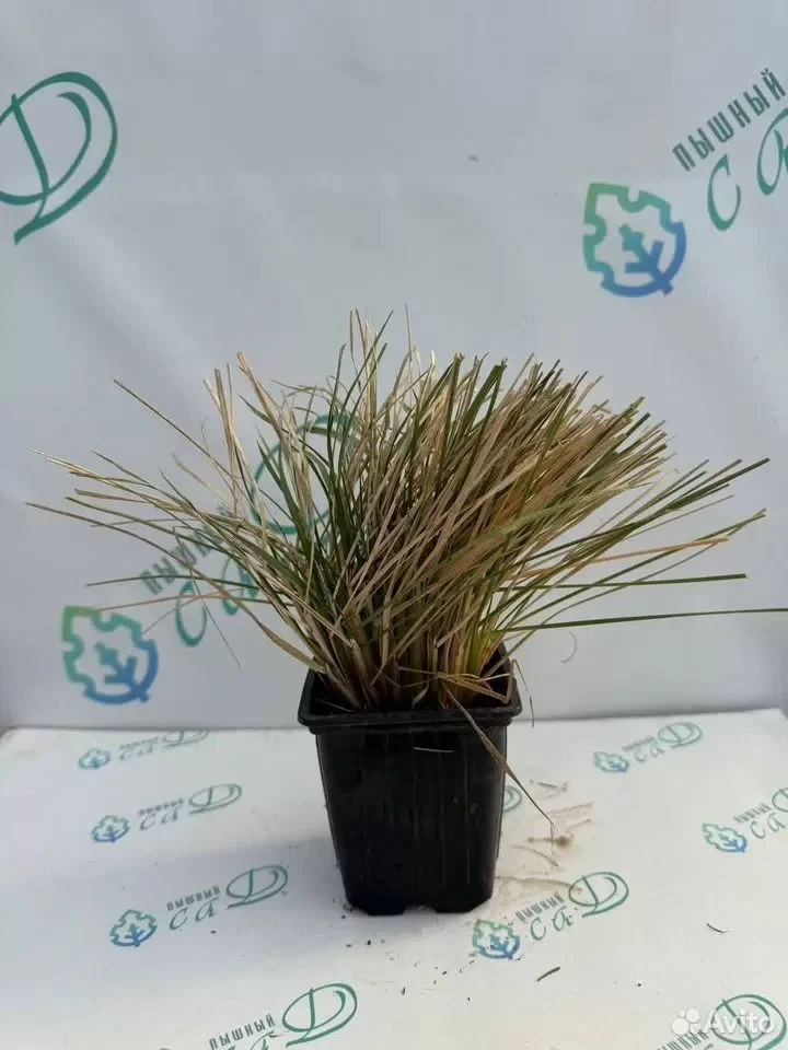 Кортадерия фиолетовая (пампасная трава) саженец Зкс