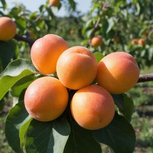 Абрикос Жердела