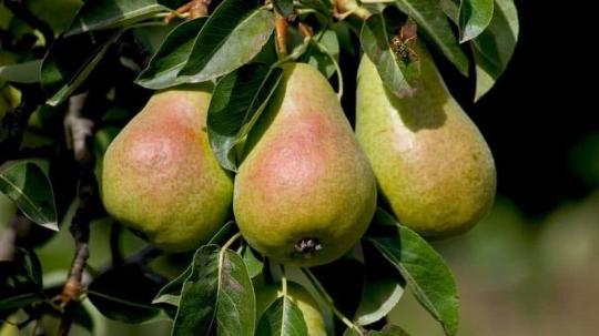 Груша "ЛУЧИСТАЯ"